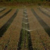 ANA lança estudo inédito sobre indicadores de uso da água para irrigação em todo o Brasil