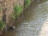 Feam elabora Plano de atua&Atilde;&sect;&Atilde;&pound;o para tratamento de esgostos  na Bacia do Rio Paraopeba